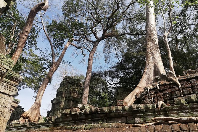 Afternoon Angkor Wat Private Tour with Sunset - Stop 2, Ta Prohm: the tree-covered mood you came for