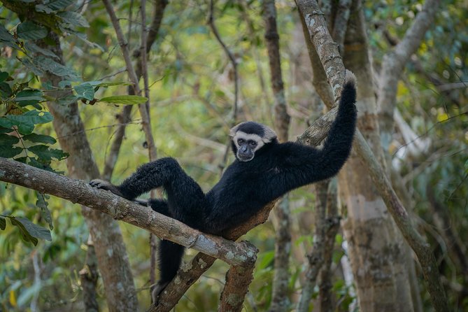 Angkor Wat Park Zip Line Adventure in Siem Reap - Wildlife spotting in the canopy (and why it feels special here)