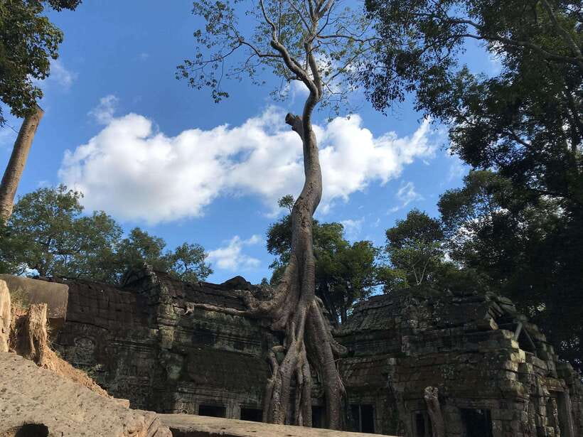 Angkor Wat Sunrise by Vintage Jeep – Private Tour - Ta Prohm, the jungle temple you see best before it gets crowded