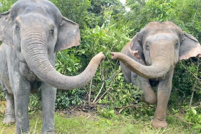 Angkor Wat Temples & Kulen Elephant Forest Day Tour - Temple Day in Siem Reap: Why This Schedule Works