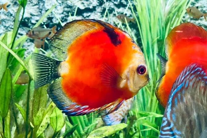 Angkor Wildlife & Aquarium Halfday tour - Key highlights you should know
