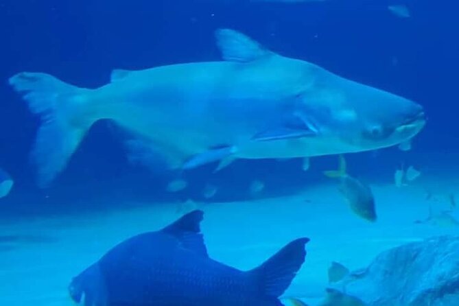 Angkor Wildlife & Aquarium Halfday tour - Why This Halfday Aquarium and Wildlife Stop Works in Siem Reap
