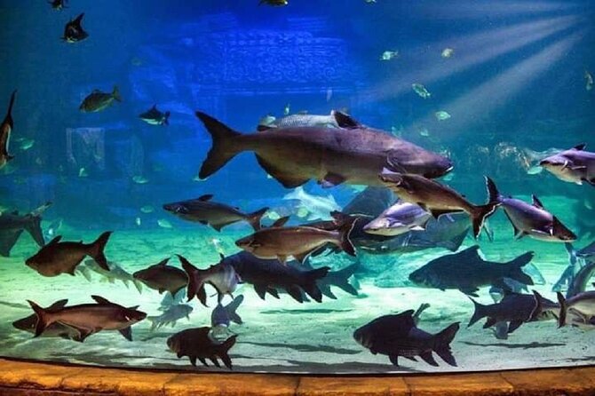 Angkor Wildlife & Aquarium Halfday tour - Angkor Wildlife & Aquarium: Fish, Feeding, and the Best Indoor Break