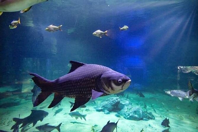Angkor Wildlife & Aquarium Halfday tour - Beyond the Tanks: Sun Bears, Tigers, and Snakes