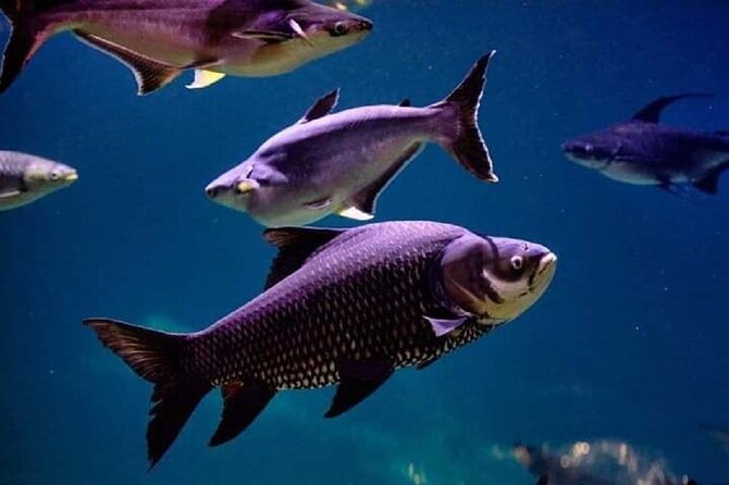 Angkor Wildlife & Aquarium Halfday tour - The Conservation Angle That Adds Meaning