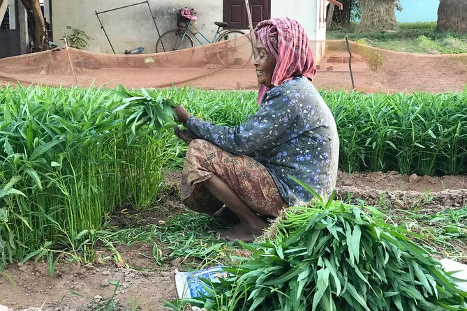 Authentic Cambodian Countryside Jeep Experience - Lotus Farm Siem Reap: flowers with cultural meaning