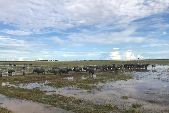 Authentic Cambodian Countryside Jeep Experience - Rice fields, ducks crossing the road, and what village life looks like
