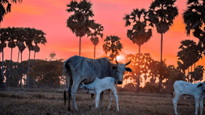 Authentic Siem Reap: Tuk Tuk Countryside and Sunset Tour - 5 key reasons this Siem Reap sunset tour feels worth it