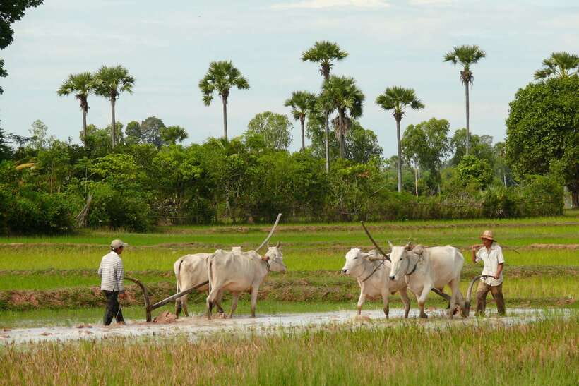 Back to Basics: Siem Reap Village Tour in Cambodia - Inside a working village: baskets, wells, and rice wine