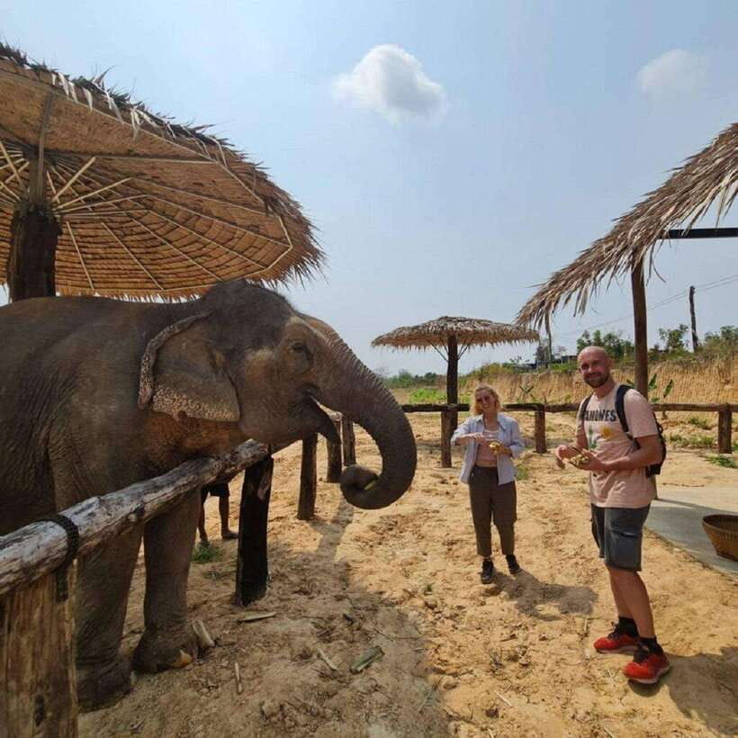 Cambodia Elephant Sanctuary and Banteay Srey Temple Tour - Walking with elephants, with the right attitude