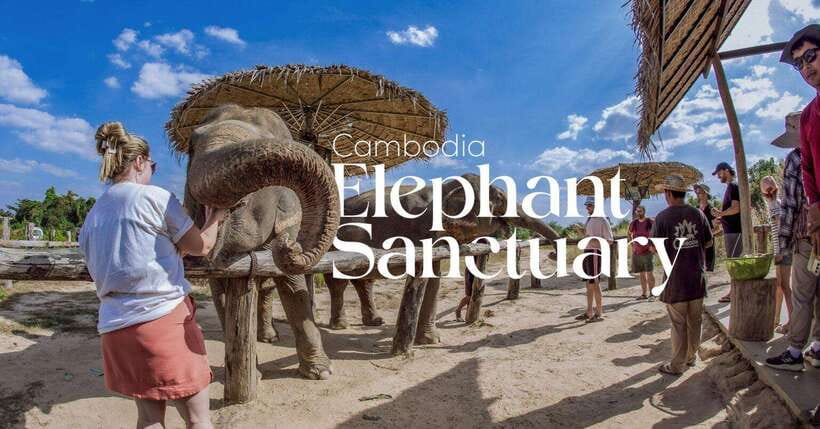 Cambodia Elephant Sanctuary and Banteay Srey Temple Tour - From Siem Reap pickup to a well-paced half day