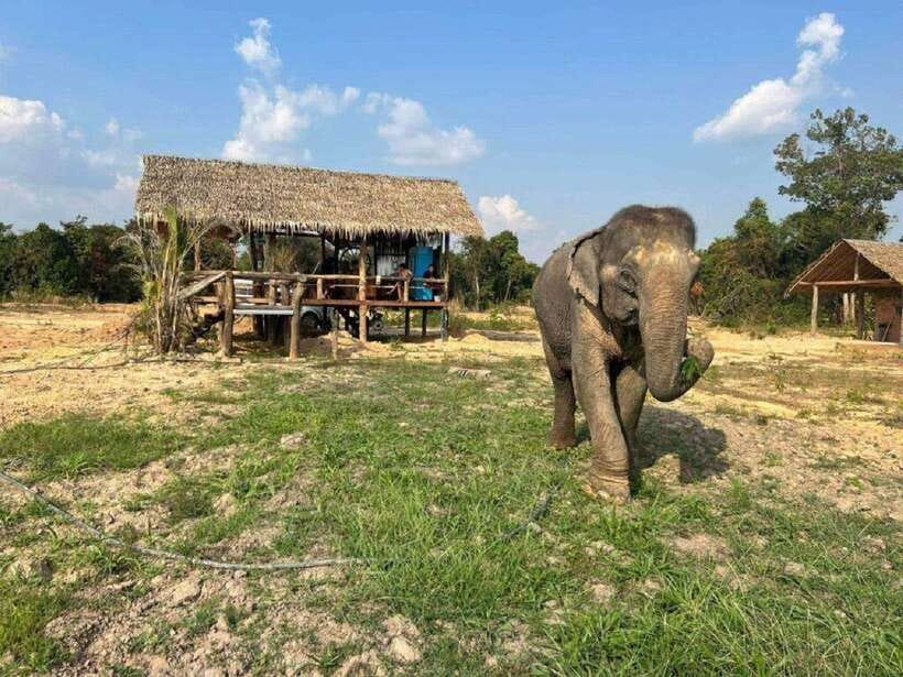 Cambodia Elephant Sanctuary Include Hotel Transfer Roundtrip - Key things you will notice right away