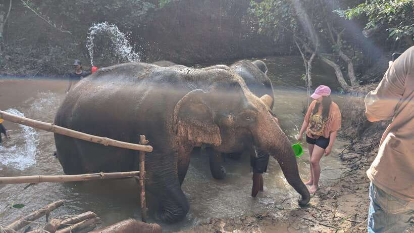 Cambodia Elephant Sanctuary Include Hotel Transfer Roundtrip - The 3.5-hour flow, step by step