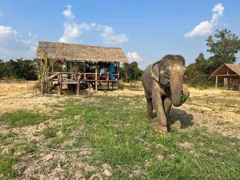 Cambodia Elephant Sanctuary Include Hotel Transfer Roundtrip - Tips to make the most of your muddy-bath day