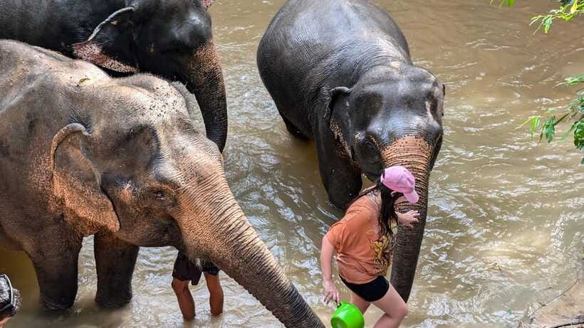 Cambodia Elephant Sanctuary Include Hotel Transfer Roundtrip - Should you book Cambodia Elephant Sanctuary with hotel transfer?
