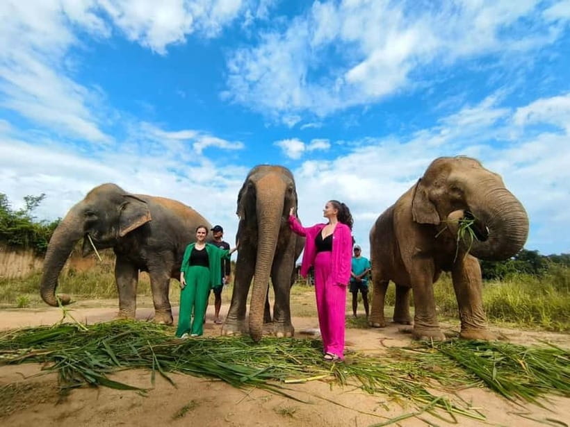 Cambodia Elephants Haft Day Experiences from Siem Reap - A half day from Siem Reap, focused on real elephant routines