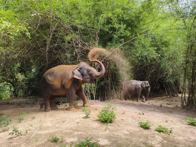 Cambodia Elephants Haft Day Experiences from Siem Reap - Pickup, transfers, and how the 4.5 hours actually feel