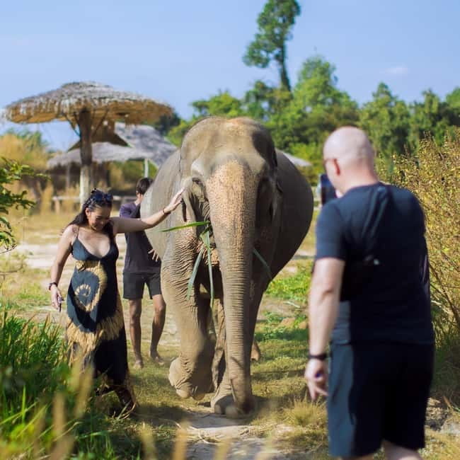 Cambodia Elephants Haft Day Experiences from Siem Reap - Cows for Cambodia Farm: snacks, a guided walk, and wildlife spotting