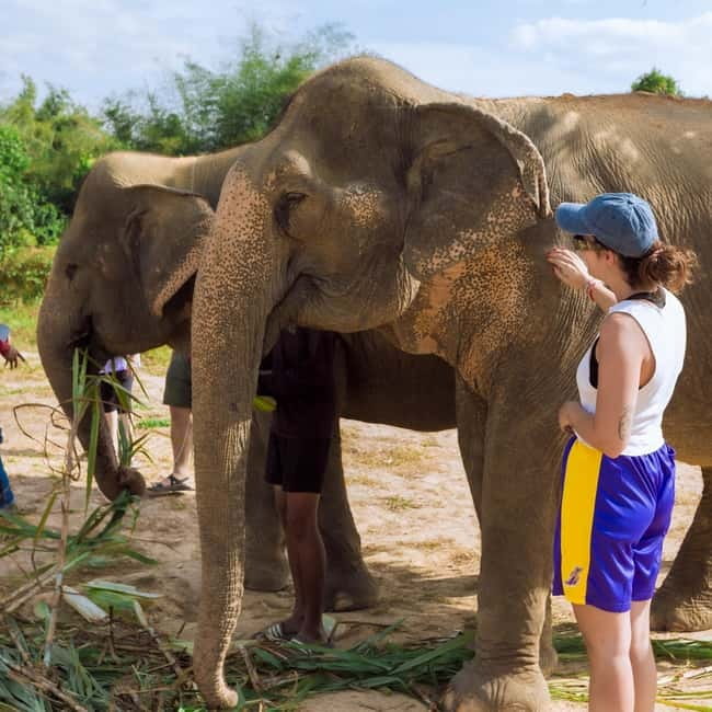 Cambodia Elephants Haft Day Experiences from Siem Reap - Feeding, mud bath, and bathing: the “watch and learn” rhythm