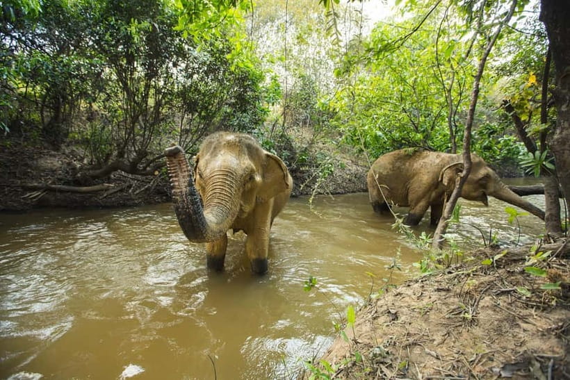 Cambodia Elephants Haft Day Experiences from Siem Reap - Views, countryside time, and a quick viewpoint stop