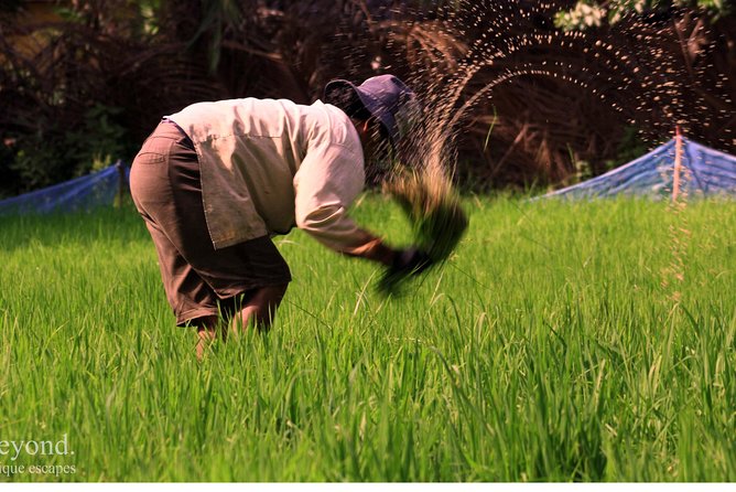 Day in a Life Authentic Village Experience in Siem Reap - Rice field work and farm tasks, what the morning feels like
