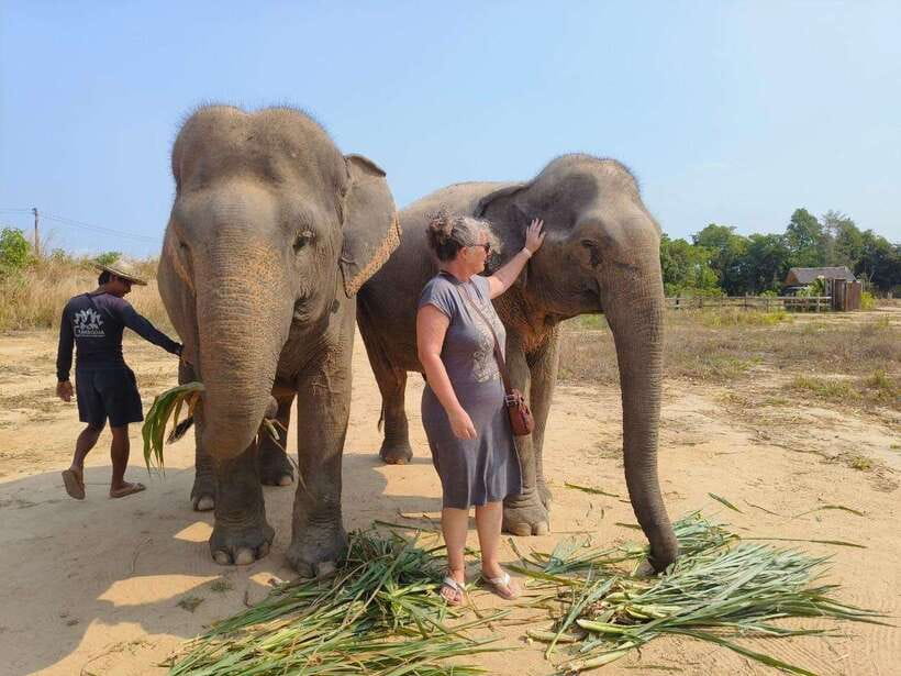 From Siem Reap: Elephant Sanctuary Experience with Transfers - What you get for $69: value, included extras, and time well spent