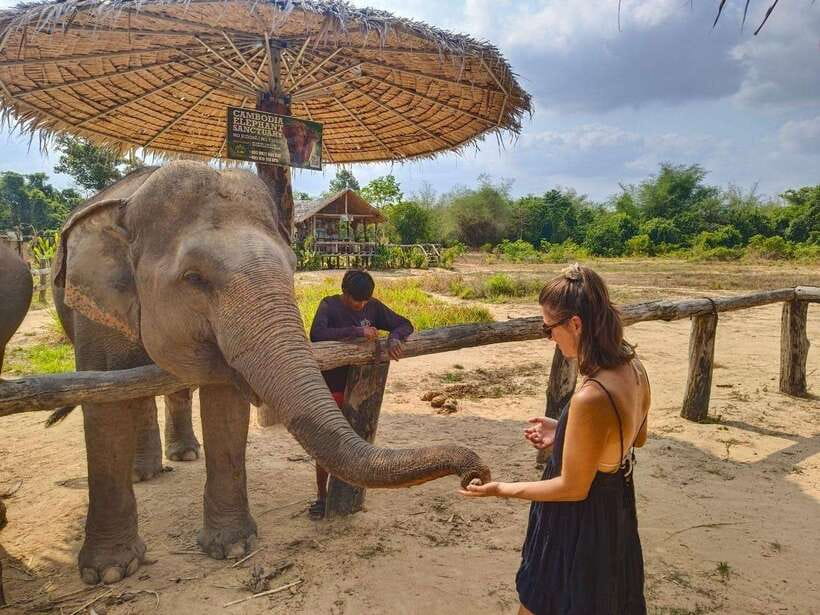 From Siem Reap: Elephant Sanctuary Experience with Transfers - Feeding up close without turning it into a performance