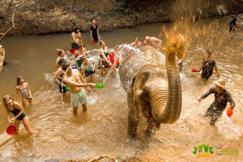 From Siem Reap: Elephant Sanctuary Experience with Transfers - The forest walk: plant life and a calmer kind of sightseeing