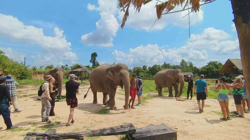 From Siem Reap: Elephant Sanctuary Experience with Transfers - Mud bath by the pond: expect fun, expect mess, expect choice