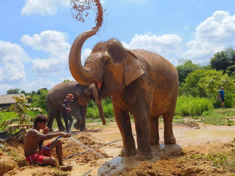 From Siem Reap: Elephant Sanctuary Experience with Transfers - The care behind it: rescued elephants, respected handling, real rules