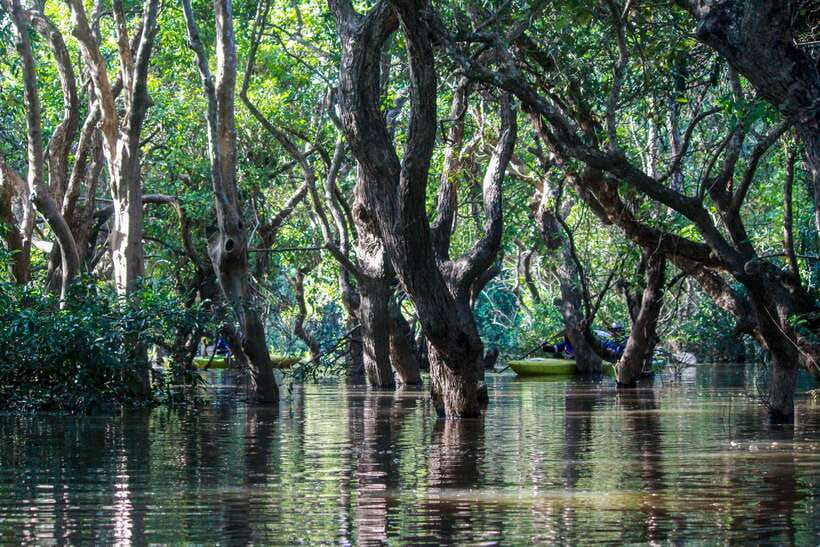 Kayaking & Floating Village in Siem Reap - Price and Value: What $88 Includes and What It Costs You