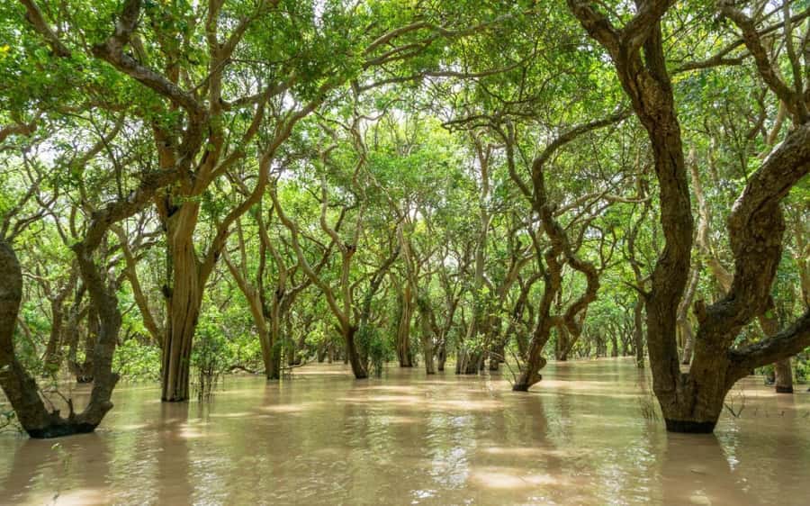 Kompong Pluk Tour - Getting From Siem Reap to Kompong Phluk Without Losing the Day