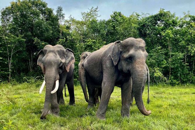 Kulen Elephant Forest and Tonle Sap Lake by Private Tour - Khmer lunch at the elephant camp: simple fuel that makes the lake part better
