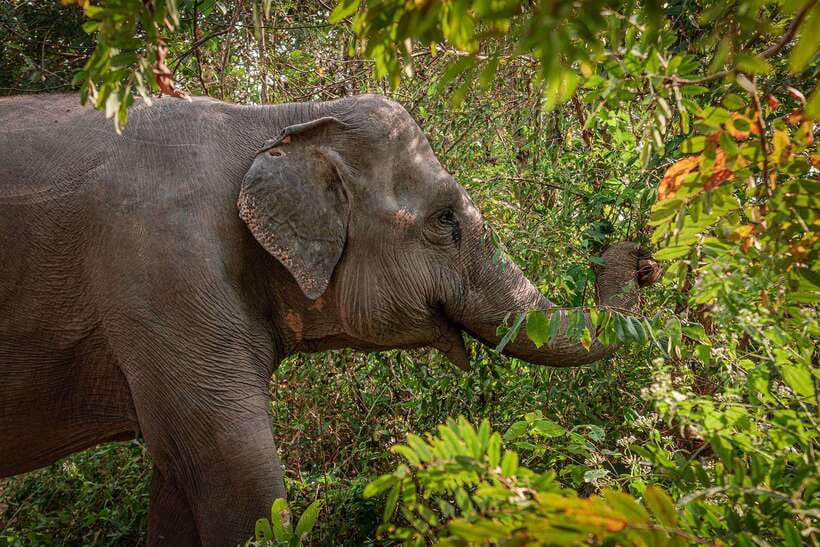 Kulen Elephant Forest Siem Reap in Small Group - Key things you’ll notice on this Kulen Elephant Forest tour