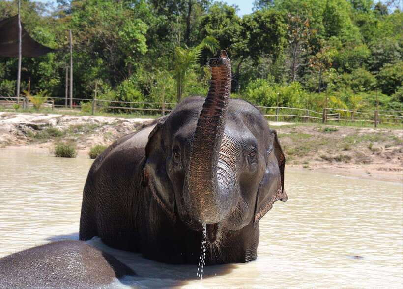 Kulen Elephant Forest Siem Reap in Small Group - Why Kulen Elephant Forest feels different from a typical elephant show