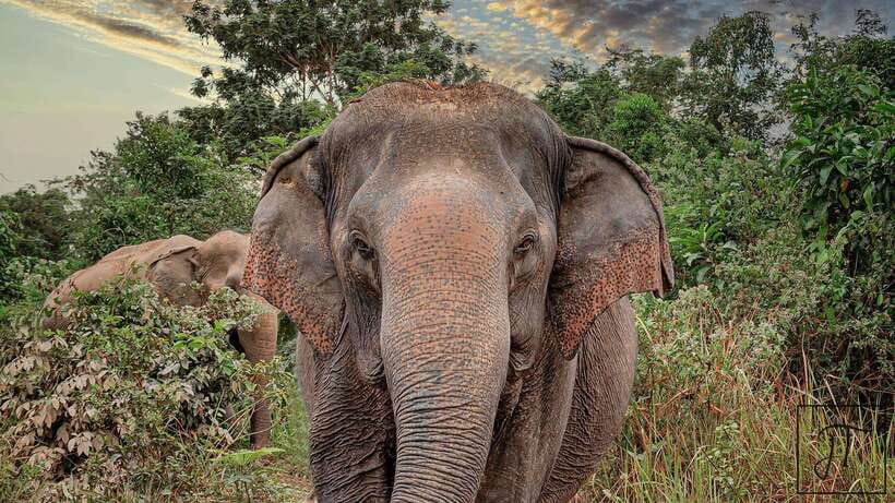 Kulen Elephant Forest Siem Reap in Small Group - Meeting, making snacks, and learning elephant behavior up close