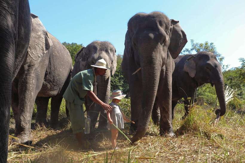 Kulen Elephant Forest Siem Reap in Small Group - Pond enrichment, play time, and the calm reality of elephant care