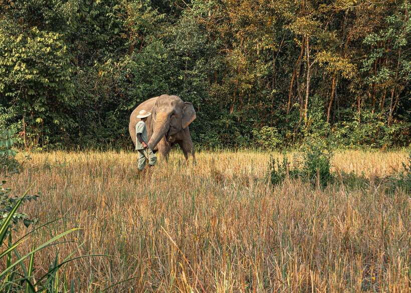 Kulen Elephant Forest Siem Reap in Small Group - Price and value: what $69 gets you in a 5-hour small-group day