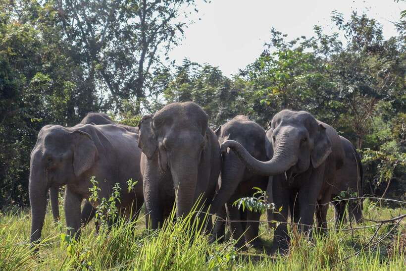 Kulen Elephant Forest & Tonlesap Lake - Key points worth knowing before you go
