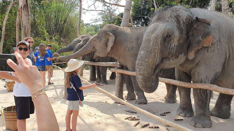 Kulen Elephant Forest & Tonlesap Lake - Kulen Elephant Forest: meeting retired elephants in their natural area