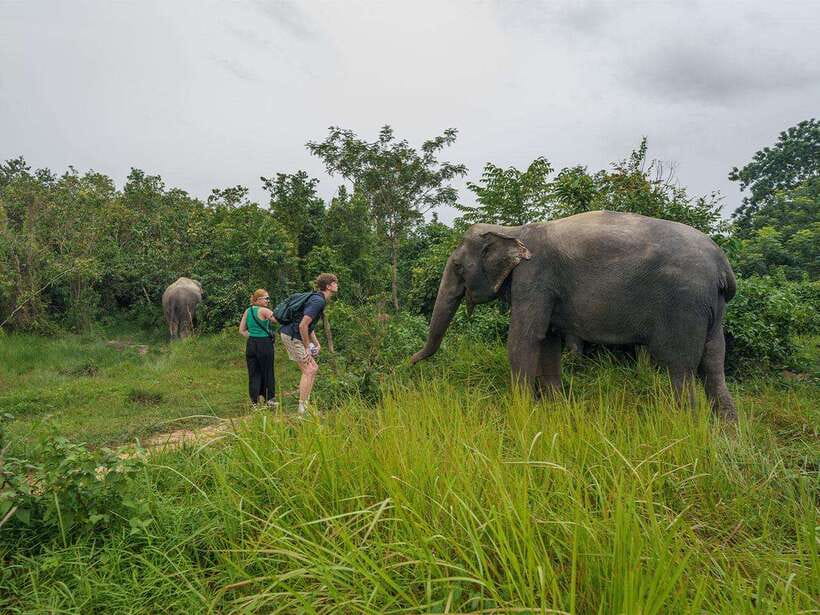 Kulen Elephant Forest Tour with Hotel Pick-up & Drop off - Walking With the Herd in the Forest for About 3 Hours