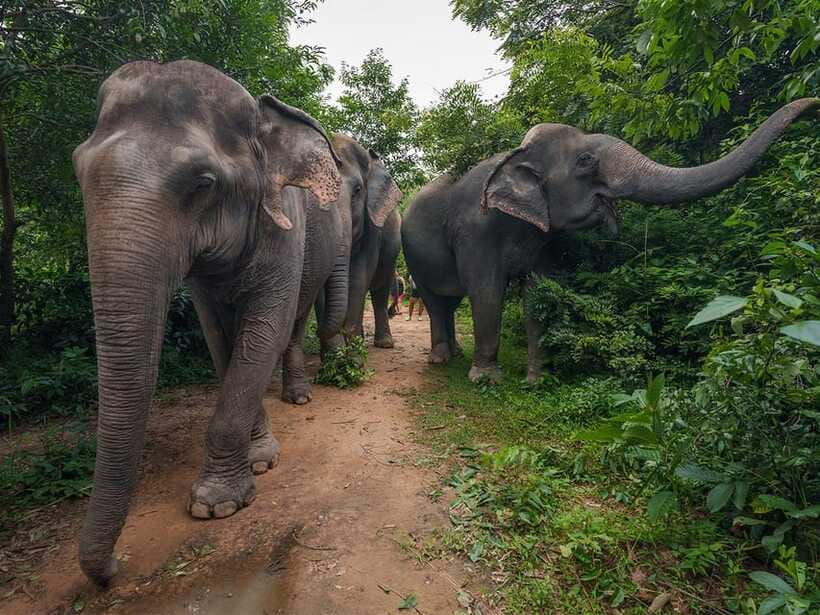 Kulen Elephant Forest Tour with Hotel Pick-up & Drop off - Water Time and Cooling Down: Bathing and Hosing