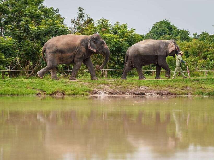 Kulen Elephant Forest Tour with Hotel Pick-up & Drop off - Ethics and Elephant Welfare: Why This Tour Gets Repeated Praise