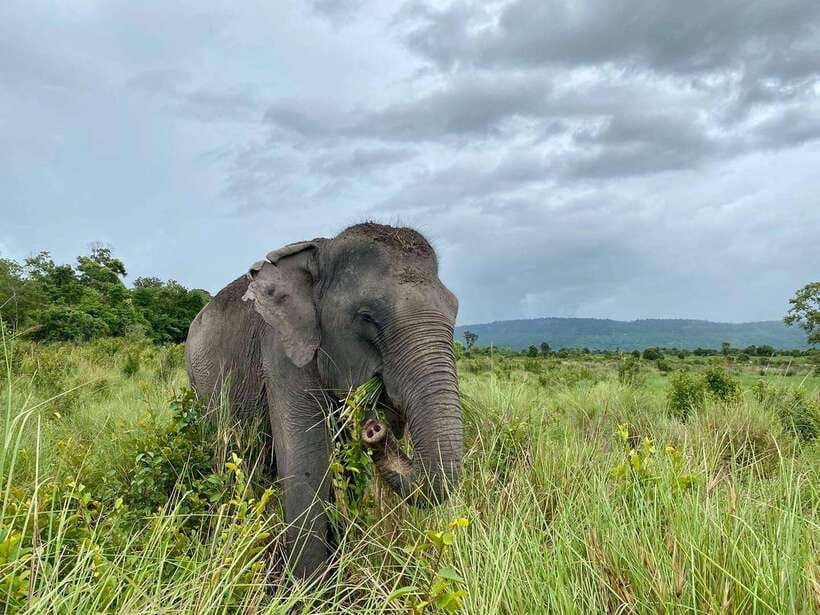 Kulen Elephant Forest Tour with Hotel Pick-up & Drop off - Who Should Book This Tour (and Who Might Want to Skip)