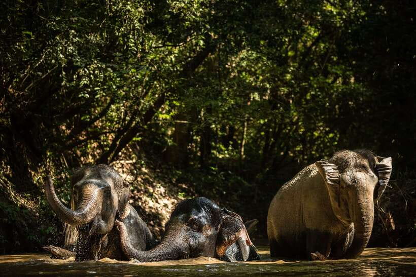 Kulen Mountain Day Trip with Picnic & Kulen Elephant Forest - Phnom Kulen National Park: Waterfalls, the 1000 Linga River, and the Big Reclining Buddha