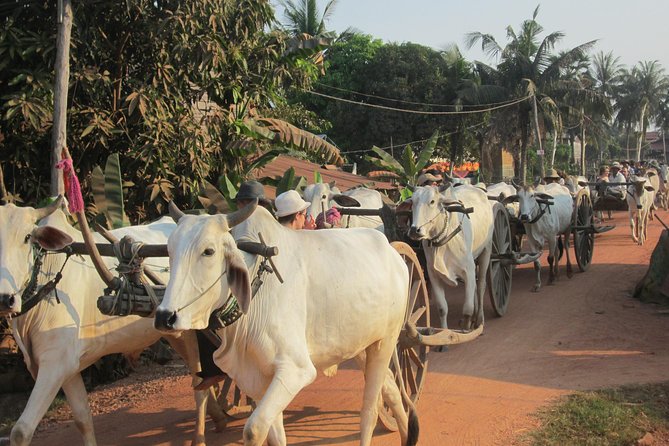 Ox-cart Culture Tour, Countryside Experince in Siem Reap - Hotel pickup at 7:30 or 8:00 and the 5 km escape from town
