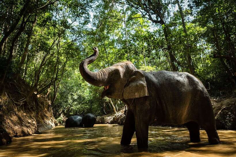 Phnom Kulen Park: Tour with Elephant Forest from Siem Reap - Key things I think you will care about