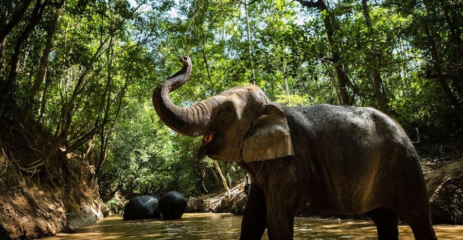 Phnom Kulen Park: Tour with Elephant Forest from Siem Reap - 13:00 elephant forest session: walking with them, feeding time, and ethical care