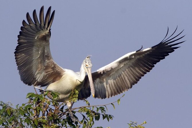 Prek Toal Birds Sanctuary and floating Village Private Day Tour - Key points to know before you go
