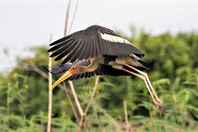 Prek Toal Birds Sanctuary and floating Village Private Day Tour - Bird sightings: what to focus on during the day